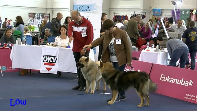 Dwix auf der Hundeausstellung, 26.9.2015